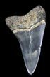 Fossil Mako Tooth - Maryland #29893-1